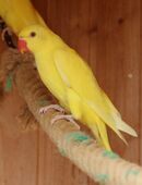 Junge Halsbandsittich Hahn mit DNA in 41812