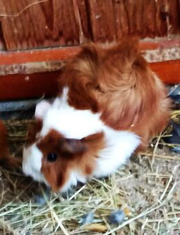 Junge Männlichen Meerschweinchen 6 wochen jung. - Erkelenz