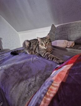 Liebe volle Hauskatze sucht neues Zuhause - Mönchengladbach