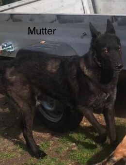 schwarze Wolfshunde (AWH/TWH/SWH) - Schlieben