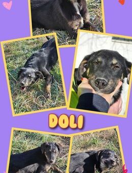 süße Hündin Doli sucht Familie - Nürnberg