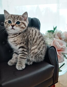 Britisch Kurzhaar Kitten/ Zuckersüßer Nachwuchs sucht ein liebevolles Zuhause - Marktoberdorf