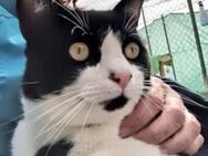 Junger, lebensfroher Kater Lenny - Karlsruhe