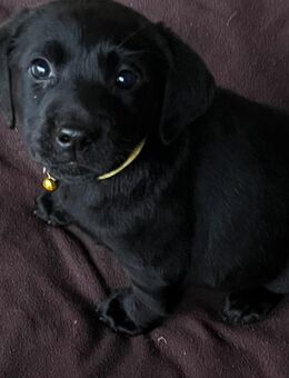 Süße Labrador Welpen - Schleid (Rheinland-Pfalz)