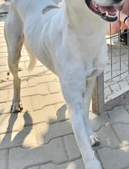 MONTY - freundlich, sanft, wunderschön - Weilheim (Oberbayern)