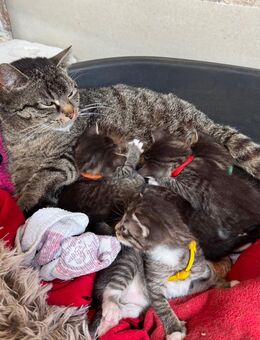 Süße Hauskatzen-Kitten ab Ende August abzugeben – geboren am 14.05.2025 - Rüdersdorf (Berlin)