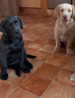 Meine vier letzten Welpen-Mäuse suchen ihr neues Zuhause (Labrador-Welpen, Champagner, Red Fox, Charcoal) - Wunstorf