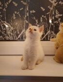 Katzen, Baby Katzen, Kitten in 58239