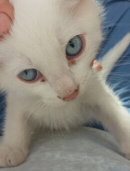 Katzenbaby schneeweiß mit leuchtend blauen Augen auszugsbereit - Wanderup