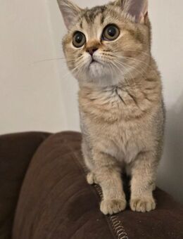 *Süße British Kurzhaar Kitten zu verkaufen!* - Frankfurt (Main) Fechenheim