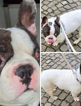 Französische Bulldogge - Düren