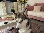Husky Hündin - Rethem (Aller)