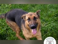 Malie Aktive Hündin sucht Zuhause - Kirchzell