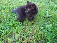 Baby Kätzchen, 7 Wochen - Waldmohr