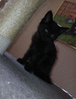 Noch 1 xxl maine coon mix kitten schwarz grau Teddybärchen abholbereit - Bad Kissingen