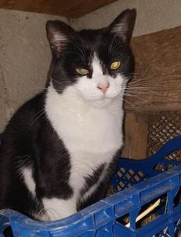 Estrella 🐈 ❤️ - Rambin