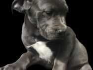 Cane Corso Welpen - Obere Warnow