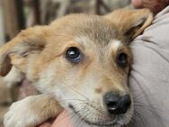 APEROLI ~ voll süßer Minihundemann - Duisburg