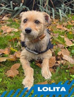 Lolita - Zaubermaus - Berlin