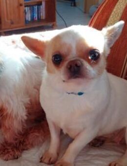 CAISY - kleine liebe ruhige Hündin - Velbert