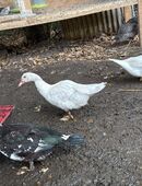 Flug/Warzenenten zu verkaufen in 58640