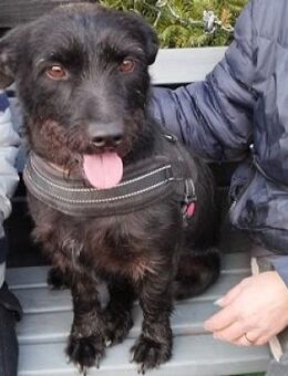 Fido sucht ein Zuhause - Mildstedt
