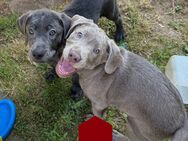 Reinrassige Labrador Welpen mit Ahnentafel Silber und weiß - Bad Wildungen