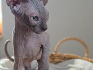 Sphynx Kater - Schwegenheim