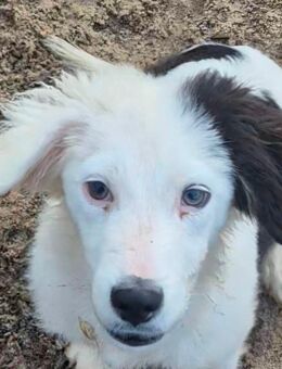 Tarzan sucht ein liebevolles Körbchen - Angern