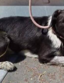 Punt sucht erfahrene Menschen - Donaueschingen