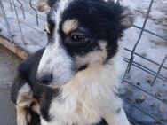 🐶 Wundervoller Junghund Meg 🐶 - Eislingen (Fils)