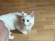 Main coon katze zu verkaufen - Schweinfurt Zentrum