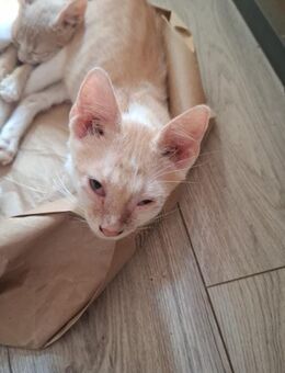 Kenzo - von der Strasse ins Herz - Rambin