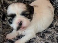 Shih Tzu Mädchen Maui/ RESERVIERT - Seeland Gatersleben