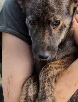 Ines, wunderschön gestromt - Steinhagen (Nordrhein-Westfalen)