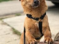 Bebe sucht seine Menschen - Neuhausen (Fildern)