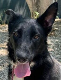 Joyce - Rieden (Rheinland-Pfalz)