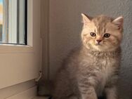 Bkh kitten suchen neue Leute - Düsseldorf