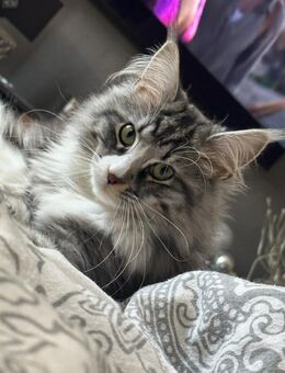 Maine-Coon/Norwegische Waldkatze - Sondershausen Berka