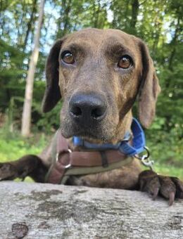💜Dianina - in Deutschland - Würzburg