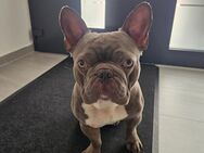Französische Bulldogge, 2 Jahre alt - Königsbronn