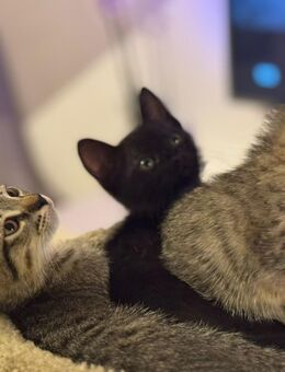 3 Zauberhafte Babykatzen suchen liebevolles Zuhause – BKH x Europäische Kurzhaar-Mix - Witten