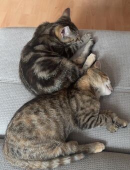 Katzen Geschwister - Duisburg