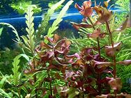 Rotala Macranda, Aquariumpflanze, Versand/ Abholung - Mechernich