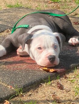 Zwei bildschöne Bulldoggen-Rüden suchen ihr perfektes Zuhause 🐾 (Old English Bulldog x American Bulldog, geb. 23.04.2025) - Hamburg Harburg