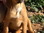 Boomer sucht seine Familie! - Krefeld