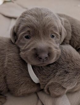 Labrador Welpen in Silbergrau - Schwarzenbek