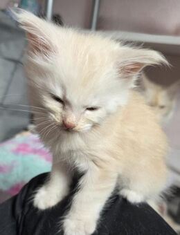 Main-Coon kitten männlich - Ferdinandshof