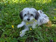 Mini Malteser-Maltipoo - Riedhausen