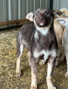 Cinnamon - Junge Hündin - Schlitz